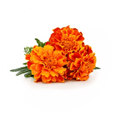 Beauty Focus® Powder Mix-In Collagen+ Citrus